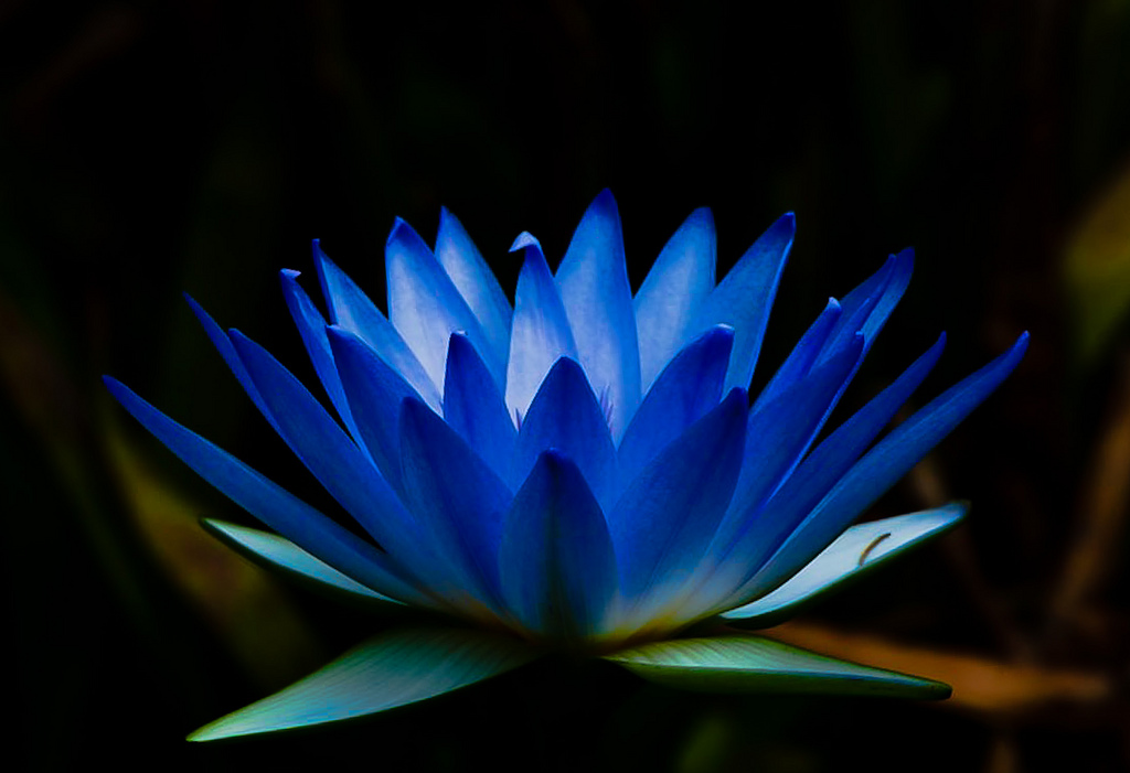 Photo of Blue Water Lily: The National Flower of Sri Lanka