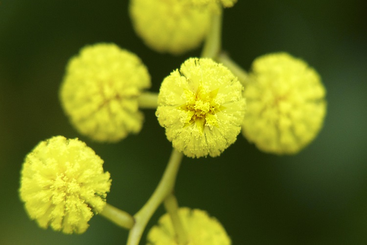 Golden Wattle The National Flower of Australia