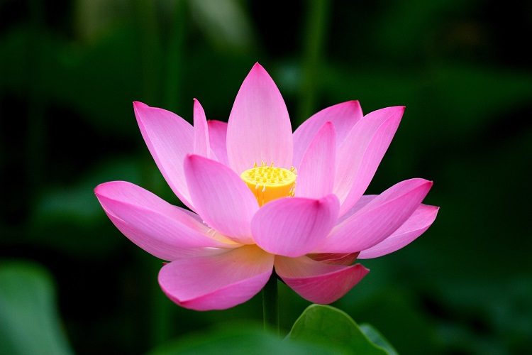 Lotus The National Flower Of India National Flowers By Country