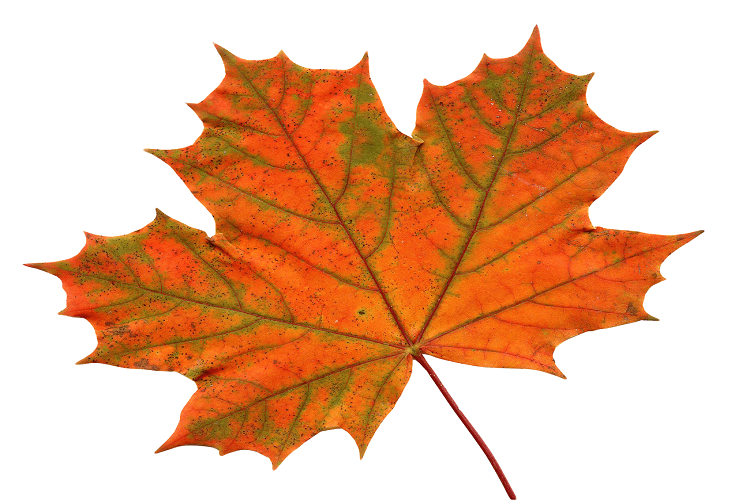 Photo of Maple Leaf: The National Flower of Canada