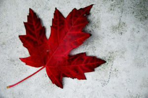 maple leaf symbolism