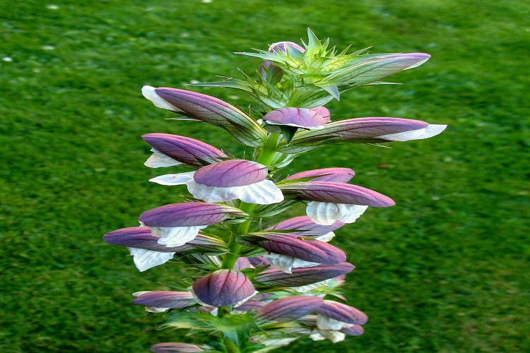 Bear’s Breech The National Flower of Greece National