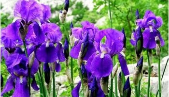 National Flower of Croatia