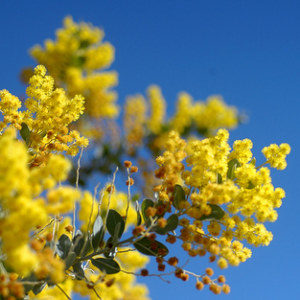 Acacia: National Flower of Australia