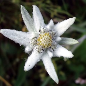 Edelweiss: National Flower of Austria