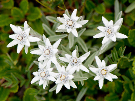 Edelweiss National Flower Of Austria National Flowers By Country