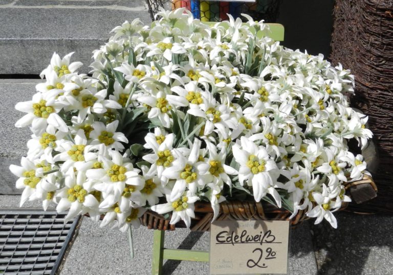 Edelweiss National Flower of Austria National Flowers by Country