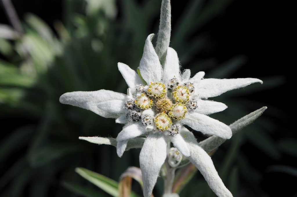 Edelweiss petals