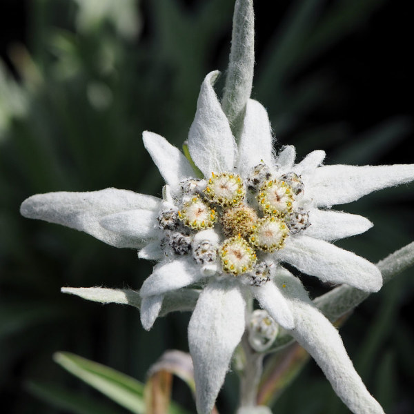 Edelweiss petals