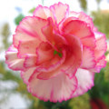 Carnation: National Flower of Balearic Islands