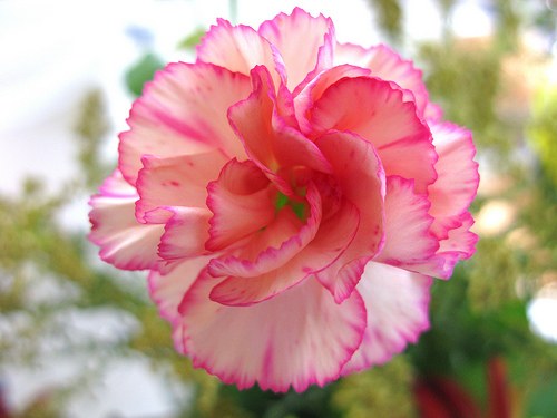 Carnation: National Flower of Balearic Islands