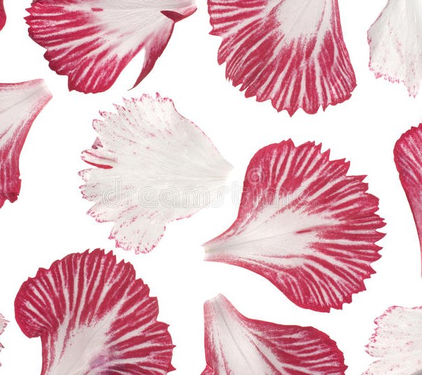 National Flower of Balearic Islands PETALS