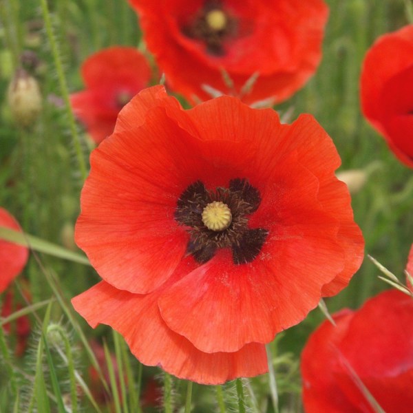 Red Poppy: National Flower of Belgium