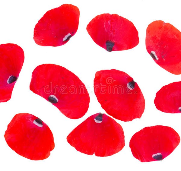 National Flower of Belgium petals