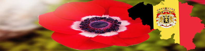 National Flower of Belgium