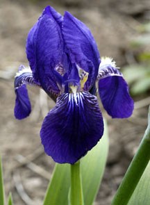 National Flower of Croatia