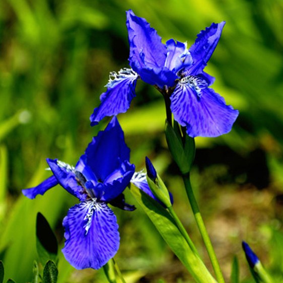 Iris Croatia: National Flower of Croatia