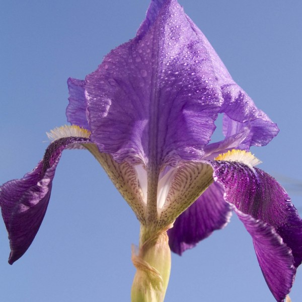 Iris Croatia: National Flower of Croatia