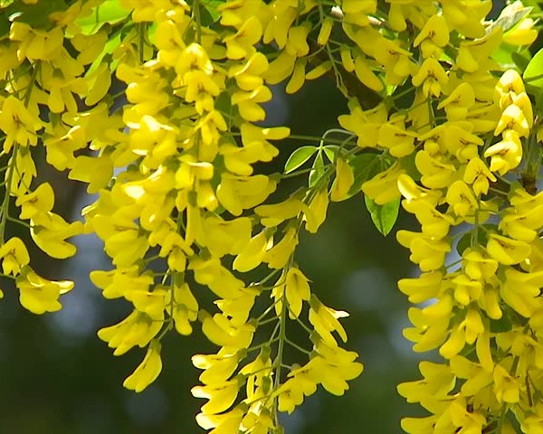 National flower of australia