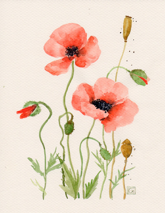 Red Poppy Flower Art