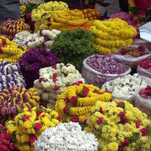 Shapla National Flower of art