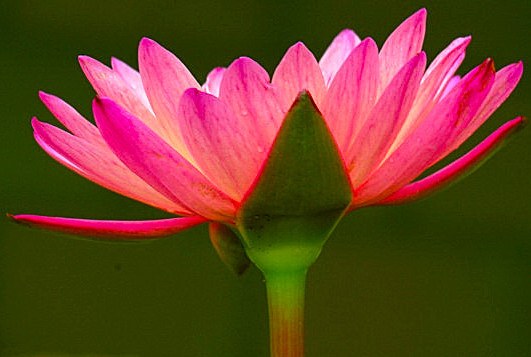 Shapla National Flower of pink