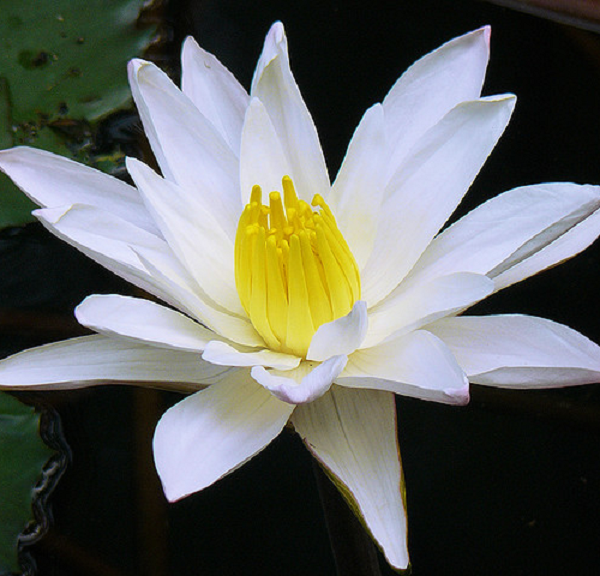 Shapla National Flower of white