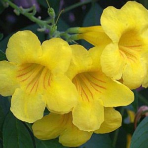 Yellow Elder: National Flower of Bahamas