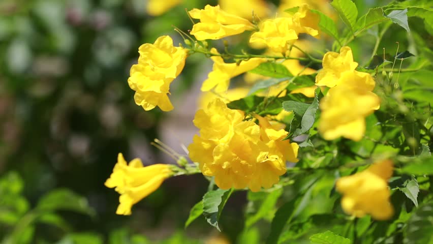 The color of petals is yellow while the leaves are green.