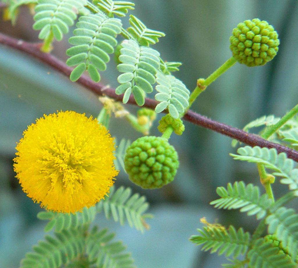 acacia