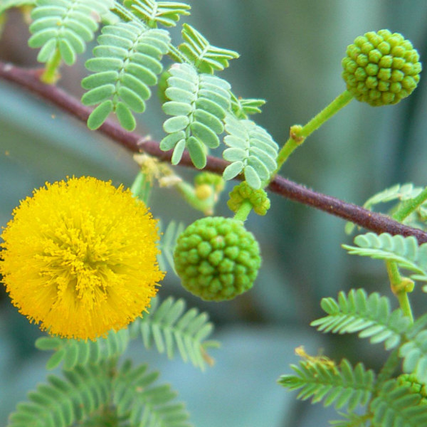 acacia