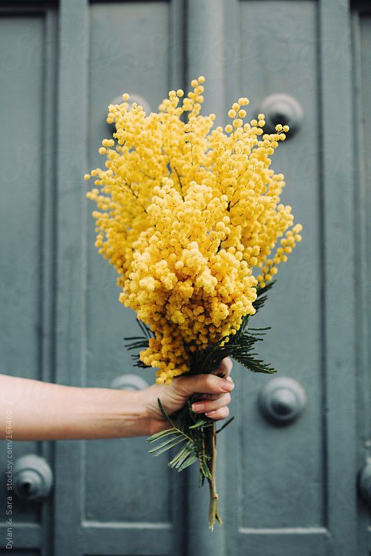 Acacia Ornamentals