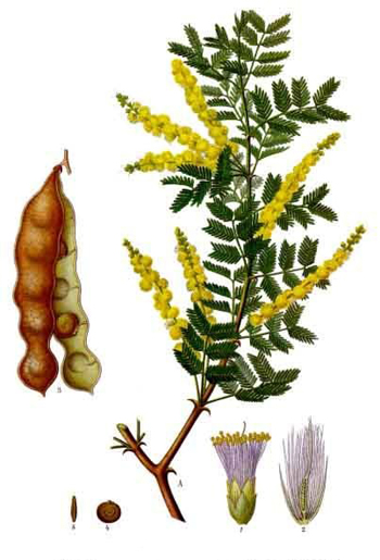 acacia medicen - Copy