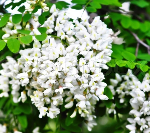 acacia white