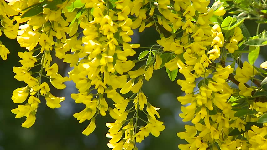 acacia yellow