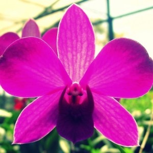 Guaria Morada: National Flower of Costa Rica