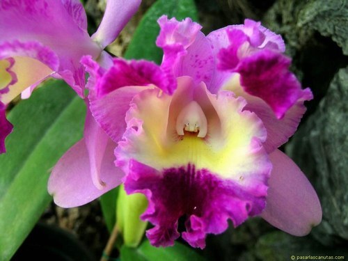 national flower of costo rica design