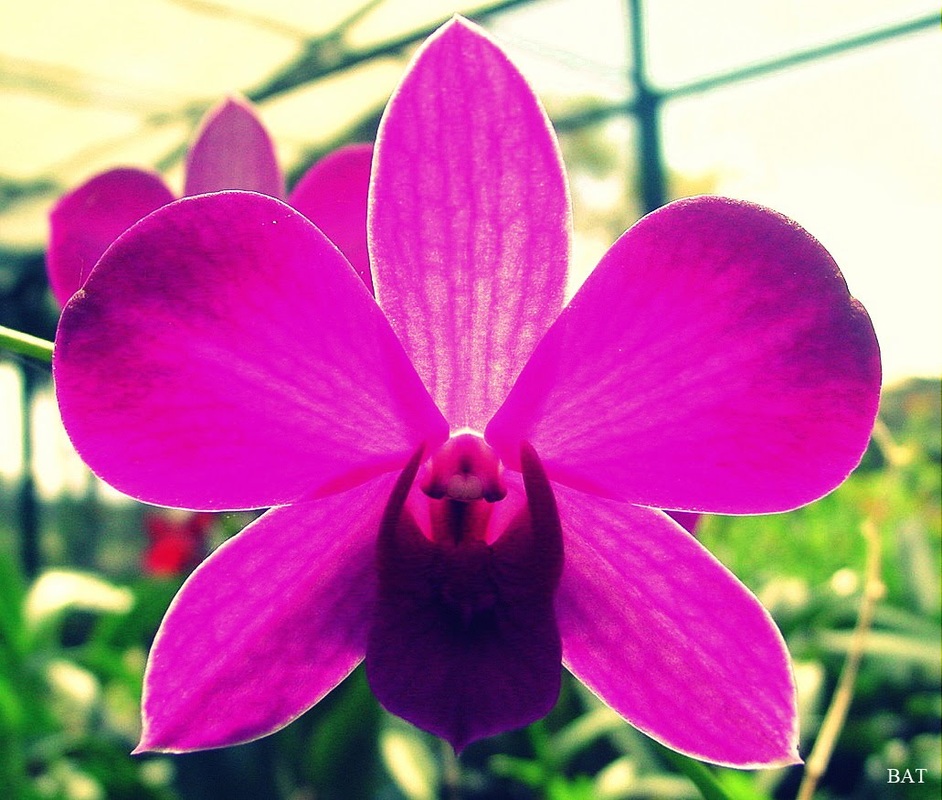 Photo of National Flower of Costa Rica | Guaria Morada Flower of Costa Rica
