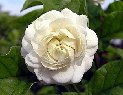 National Flower of Philippines Arabian Jasmine