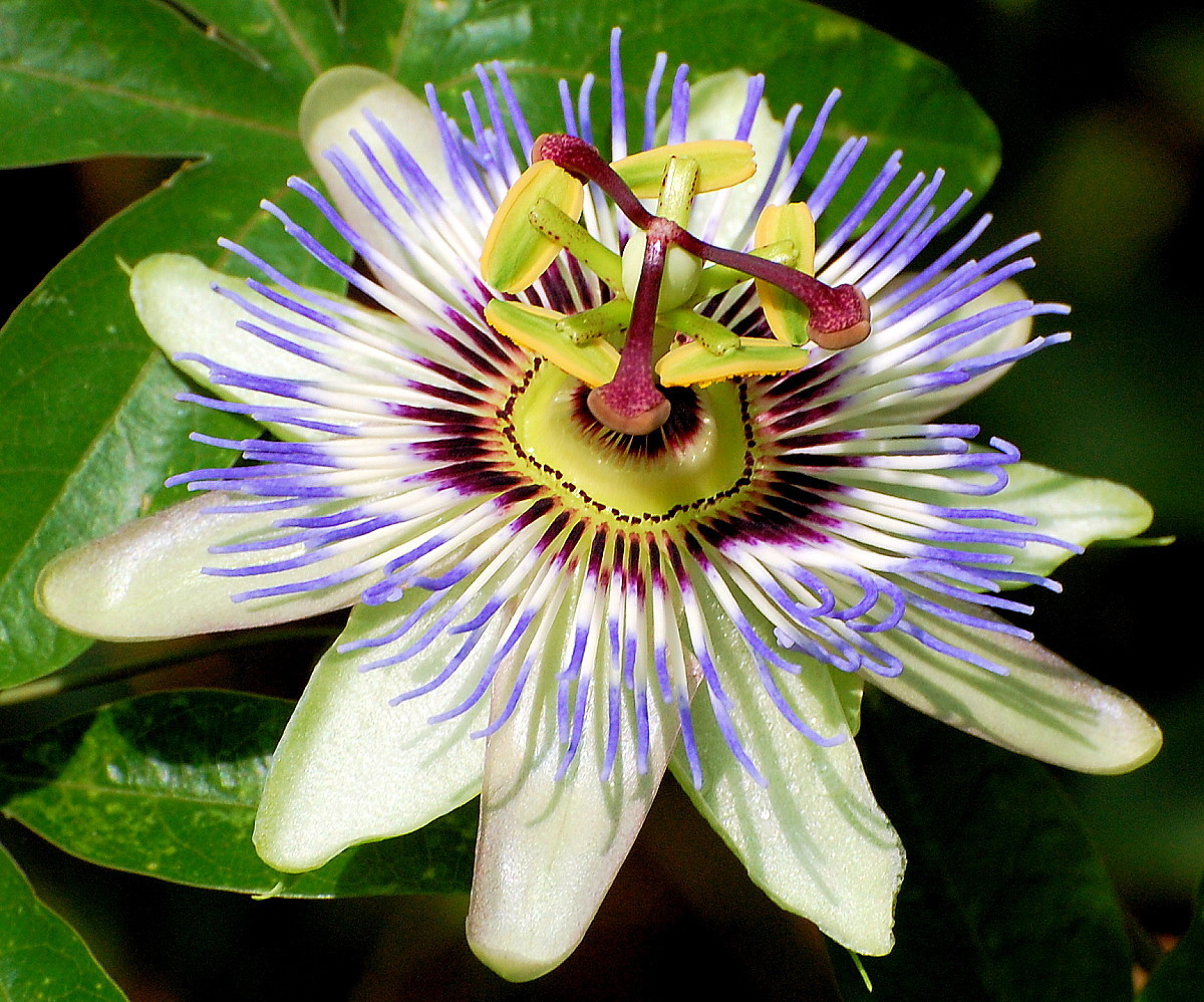 National Flower of Paraguay Blue Passionflower.