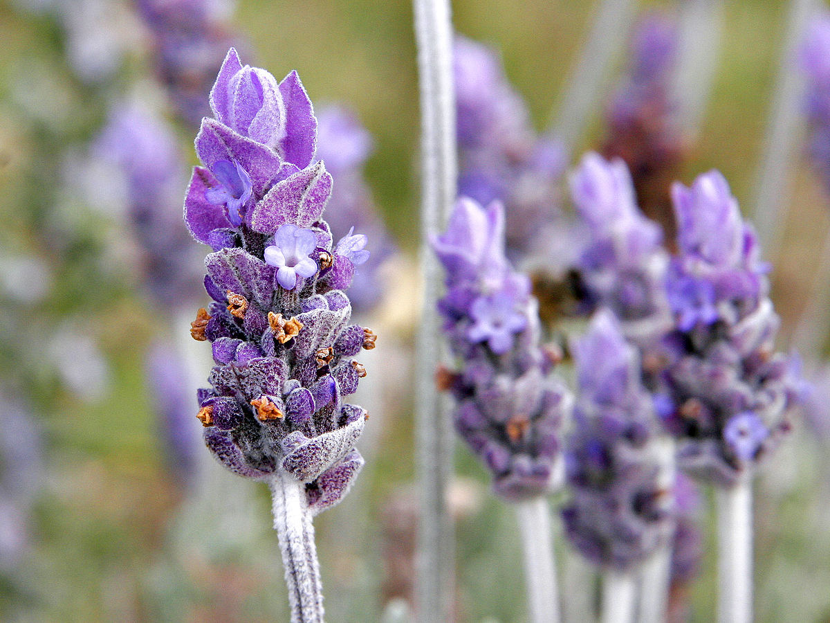 National Flower of Portugal Lavender