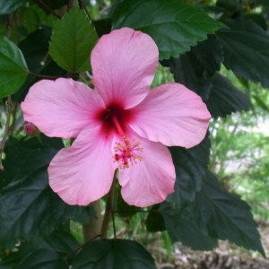 National Flower of Puerto Rico