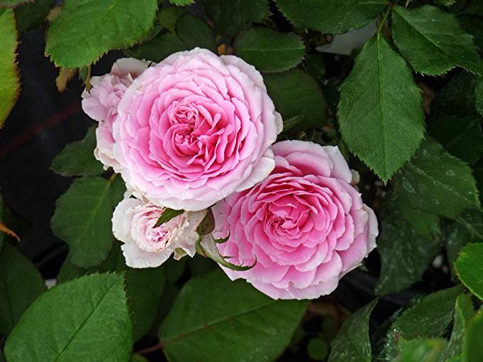 National Flower of Maldives Pink Rose Flower Of Maldives National