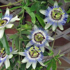 National Flower of Paraguay