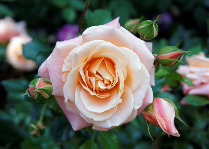 National Flower of Luxembourg Roses