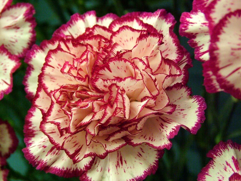 National Flower of Sicily Carnation