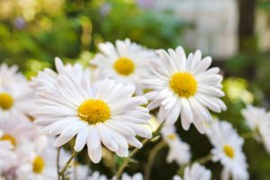 National Flower of Russia