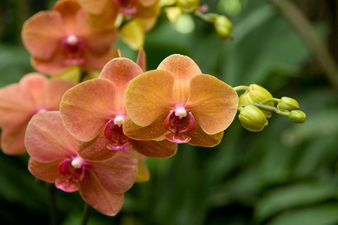 Photo of National Flower of Singapore | Singapore Orchid Flower of Singapore