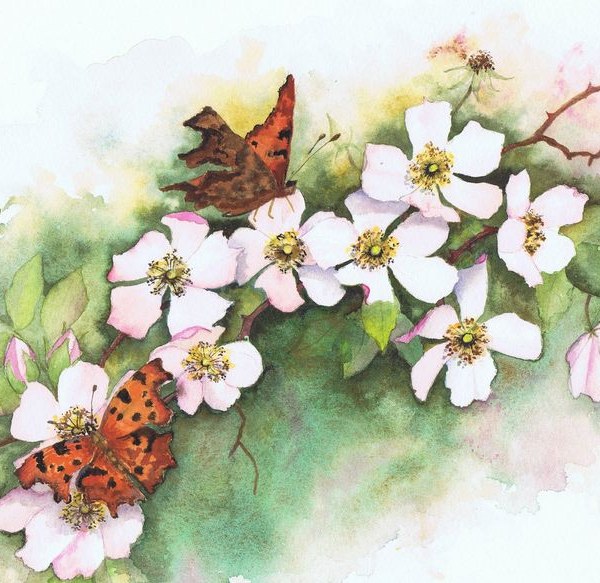 Dog Rose Colors