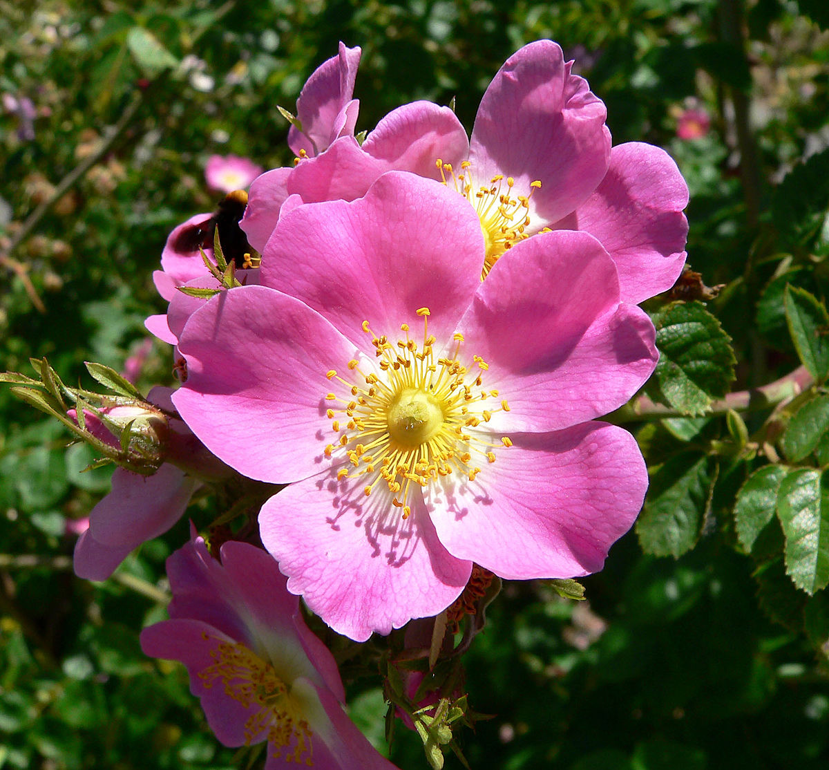Dog Rose National flower of Romania